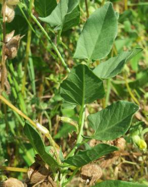 Fotografia 14 da espécie Convolvulus arvensis var. arvensis no Jardim Botânico UTAD