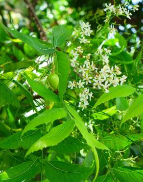 Fotografia 1 da espécie Azadirachta indica no Jardim Botânico UTAD