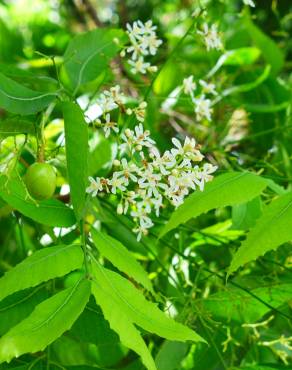 Fotografia 5 da espécie Azadirachta indica no Jardim Botânico UTAD