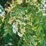 Fotografia 7 da espécie Azadirachta indica do Jardim Botânico UTAD