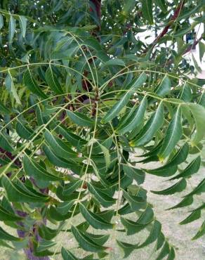 Fotografia 9 da espécie Azadirachta indica no Jardim Botânico UTAD