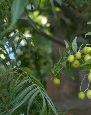 Fotografia 10 da espécie Azadirachta indica no Jardim Botânico UTAD