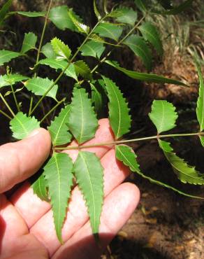 Fotografia 12 da espécie Azadirachta indica no Jardim Botânico UTAD