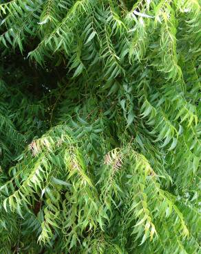 Fotografia 13 da espécie Azadirachta indica no Jardim Botânico UTAD