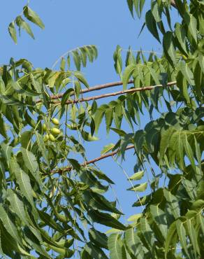 Fotografia 14 da espécie Azadirachta indica no Jardim Botânico UTAD