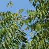 Fotografia 14 da espécie Azadirachta indica do Jardim Botânico UTAD