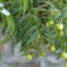 Fotografia 15 da espécie Azadirachta indica do Jardim Botânico UTAD