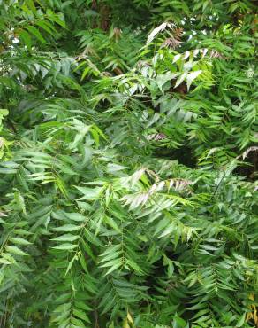 Fotografia 16 da espécie Azadirachta indica no Jardim Botânico UTAD