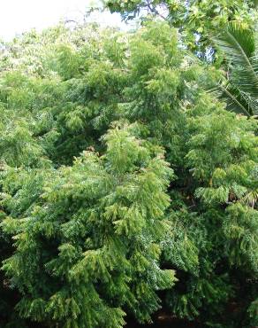 Fotografia 18 da espécie Azadirachta indica no Jardim Botânico UTAD