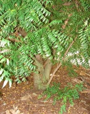 Fotografia 19 da espécie Azadirachta indica no Jardim Botânico UTAD