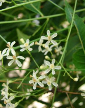 Fotografia 20 da espécie Azadirachta indica no Jardim Botânico UTAD