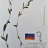 Fotografia de herbário 1 da espécie Epilobium tetragonum no Jardim Botânico UTAD