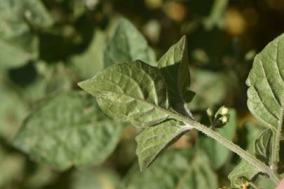 Fotografia da espécie Solanum villosum