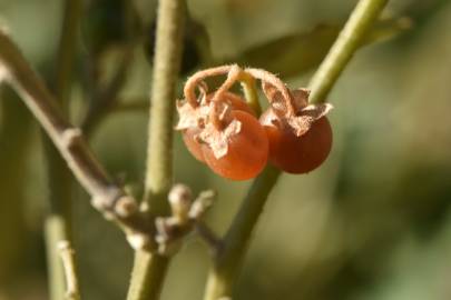 Fotografia da espécie Solanum villosum