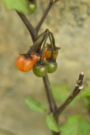 Fotografia da espécie Solanum villosum