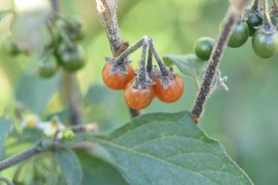 Fotografia da espécie Solanum villosum