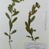Fotografia de herbário 1 da espécie Euphorbia hyberna no Jardim Botânico UTAD
