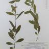 Fotografia de herbário 1 da espécie Euphorbia hyberna no Jardim Botânico UTAD