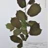 Fotografia de herbário 1 da espécie Ulmus minor no Jardim Botânico UTAD