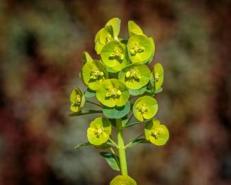 Fotografia da espécie Euphorbia amygdaloides subesp. amygdaloides