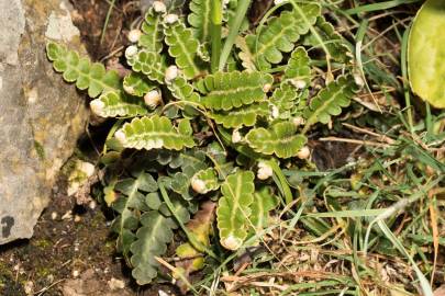 Fotografia da espécie Asplenium ceterach