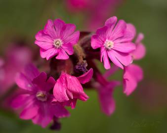 Fotografia da espécie Silene dioica