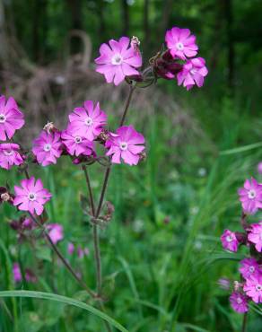 Fotografia 14 da espécie Silene dioica no Jardim Botânico UTAD