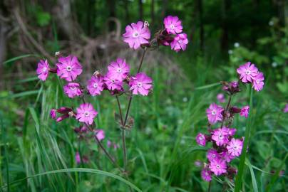 Fotografia da espécie Silene dioica