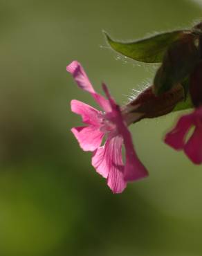 Fotografia 15 da espécie Silene dioica no Jardim Botânico UTAD