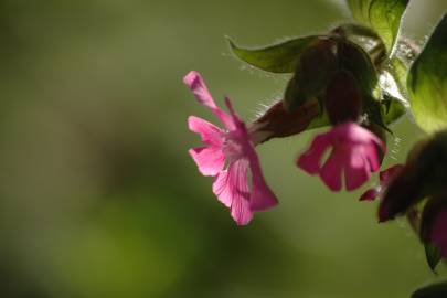 Fotografia da espécie Silene dioica