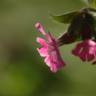 Fotografia 15 da espécie Silene dioica do Jardim Botânico UTAD