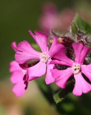 Fotografia 16 da espécie Silene dioica no Jardim Botânico UTAD