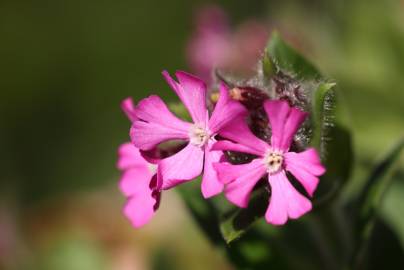 Fotografia da espécie Silene dioica