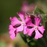 Fotografia 16 da espécie Silene dioica do Jardim Botânico UTAD