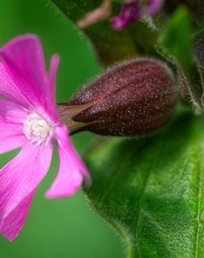 Fotografia 17 da espécie Silene dioica no Jardim Botânico UTAD