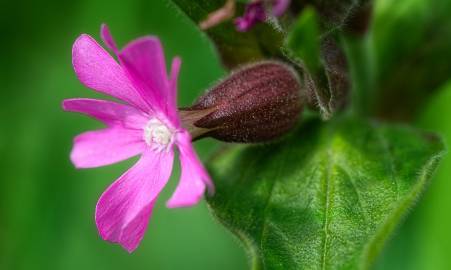 Fotografia da espécie Silene dioica