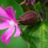 Fotografia 17 da espécie Silene dioica do Jardim Botânico UTAD