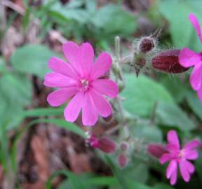 Fotografia da espécie Silene dioica