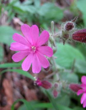 Fotografia 18 da espécie Silene dioica no Jardim Botânico UTAD