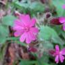 Fotografia 18 da espécie Silene dioica do Jardim Botânico UTAD