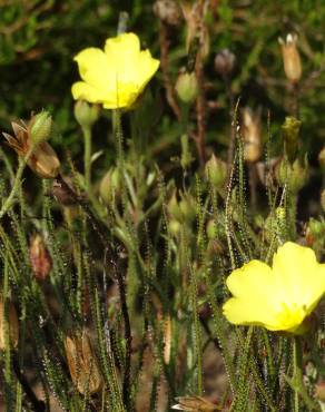 Fotografia 11 da espécie Drosophyllum lusitanicum no Jardim Botânico UTAD