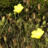 Fotografia 11 da espécie Drosophyllum lusitanicum do Jardim Botânico UTAD