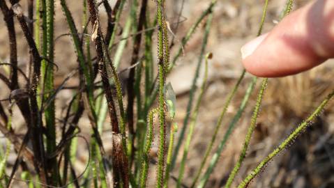 Fotografia da espécie Drosophyllum lusitanicum