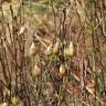 Fotografia 14 da espécie Drosophyllum lusitanicum do Jardim Botânico UTAD