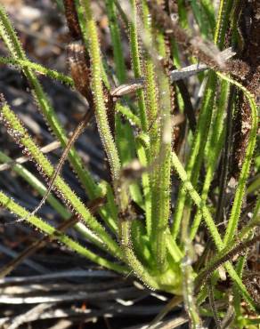 Fotografia 16 da espécie Drosophyllum lusitanicum no Jardim Botânico UTAD