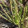 Fotografia 16 da espécie Drosophyllum lusitanicum do Jardim Botânico UTAD