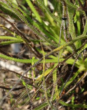 Fotografia 17 da espécie Drosophyllum lusitanicum no Jardim Botânico UTAD