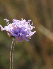 Succisa pinnatifida