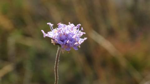 Fotografia da espécie Succisa pinnatifida