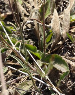 Fotografia 3 da espécie Succisa pinnatifida no Jardim Botânico UTAD